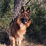 Mylo participe au concours pour gagner de l'argent avec cette photo : dog, german_shepherd, animal, forest, tree, nature, outdoor, pet, canine, fur, muzzle, ears, grass, sunlight, wildlife, portrait, standing, tongue, alert, bark