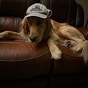Murphy is registered to the contest to win money with this photo: animal, brown, canine, cap, comfort, cozy, curious, dog, domestic_animal, fur, furniture, golden_retriever, hat, home, indoor, leather_couch, lying_down, pet, relaxed, resting