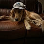 animal, brown, canine, cap, comfort, cozy, curious, dog, domestic_animal, fur, furniture, golden_retriever, hat, home, indoor, leather_couch, lying_down, pet, relaxed, resting