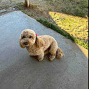 Mila is registered to the contest to win money with this photo: animal, bow, companion, concrete, curious, cute, daytime, dog, fluffy, fur, grass, looking_up, nature, outdoor, pet, poodle, portrait, sitting, small_dog, sunlight