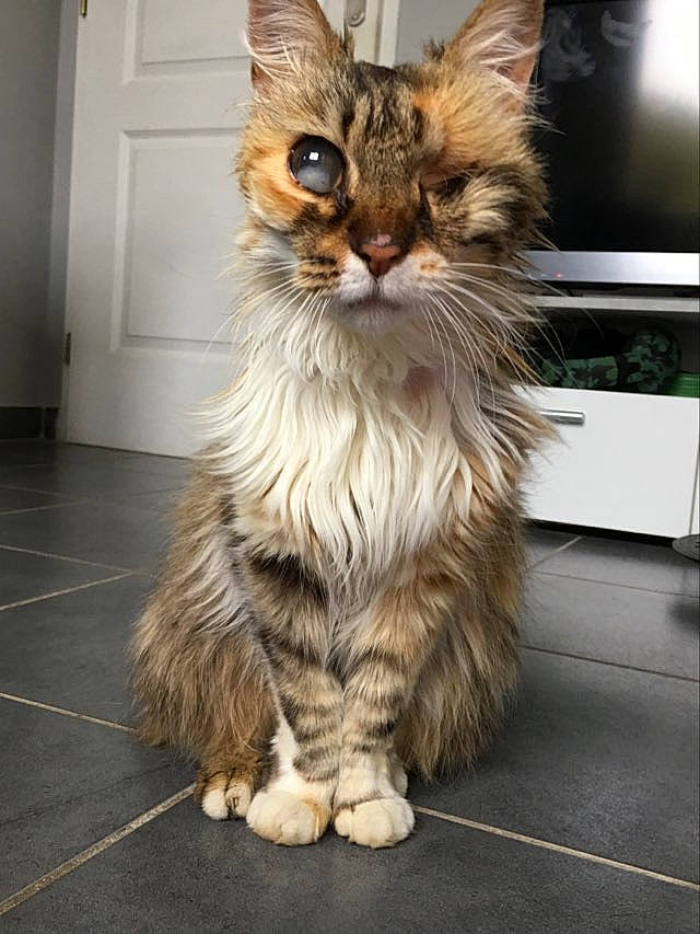 Lucette a rejoint le concours — aidez-le/la à gagner de superbes lots ! carnivore, cat, claw, domestic_short_haired_cat, door, fawn, felidae, flooring, fur, home_door, maine_coon, paw, sitting, small_to_medium_sized_cats, snout, tail, terrestrial_animal, whiskers, wood