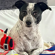 Rocketman is registered to the contest to win money with this photo: animal, bed, black_and_white, blanket, canine, companion, cozy, cute, dog, domestic, ears, fur, indoor, laying_down, looking_at_camera, pet, plush_toy, resting, soft_fabric, speckled