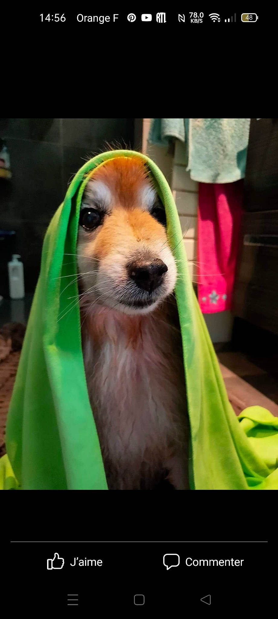 Filou a rejoint le concours — aidez-le/la à gagner de superbes lots ! bag, canidae, carnivore, companion_dog, dog, dog_breed, dog_supply, fawn, fur, luggage_and_bags, pet_supply, plant, smile, snout, sporting_group, whiskers, working_animal, working_dog