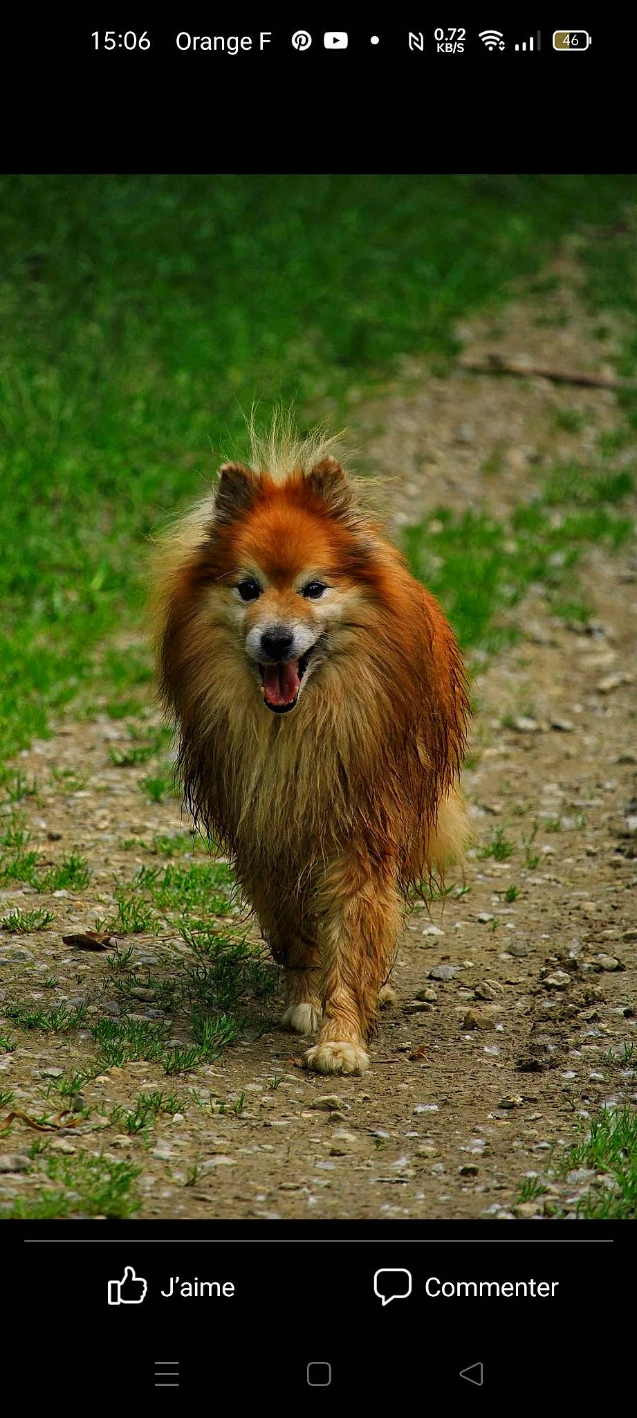 Filou participe au concours pour gagner de l'argent avec cette photo : balance, canidae, carnivore, companion_dog, dog, dog_breed, fawn, fur, grass, jungle, liver, plant, sporting_group, tail, terrestrial_animal, water_dog, whiskers, wildlife