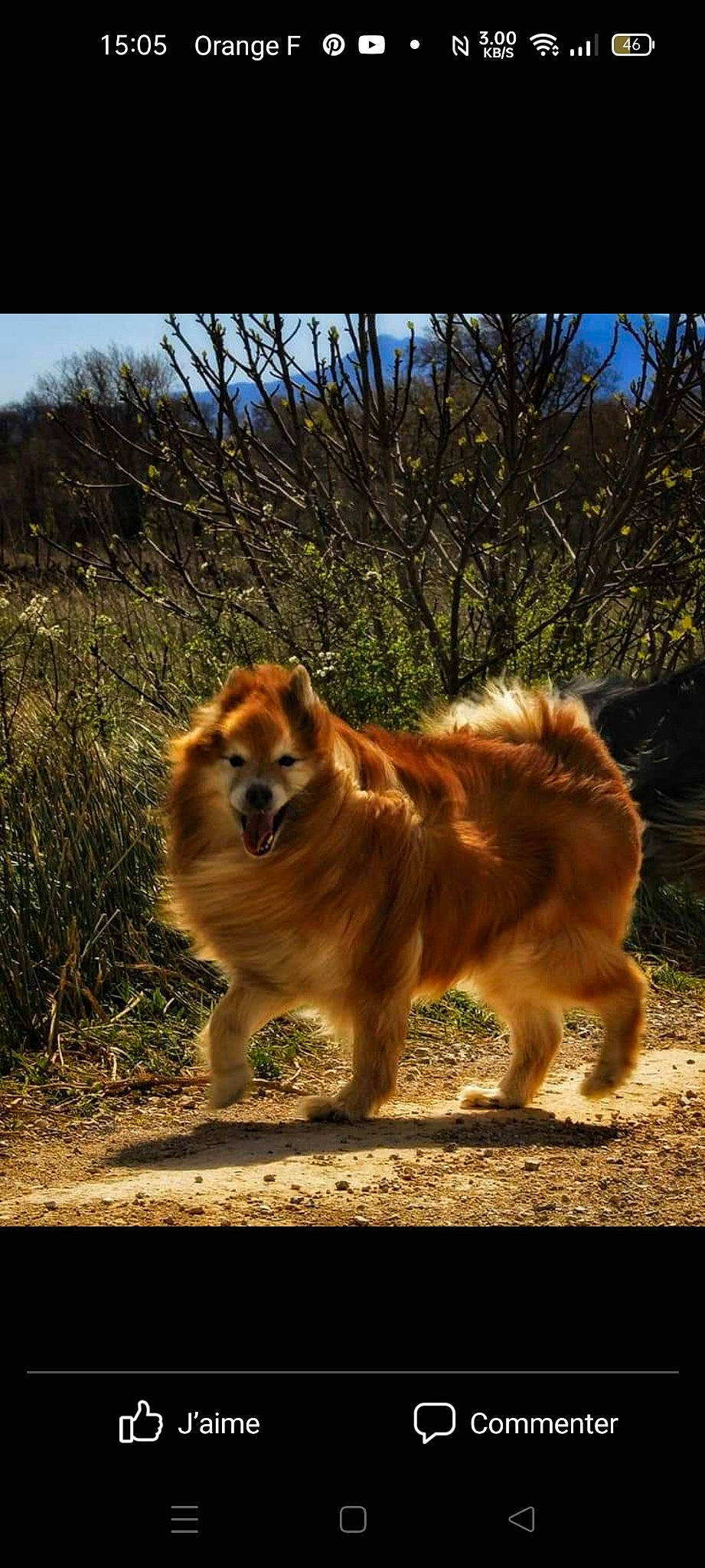 Filou a rejoint le concours — aidez-le/la à gagner de superbes lots ! canidae, carnivore, companion_dog, dog, dog_breed, eye, fawn, fur, grass, plant, sky, snout, sporting_group, tail, terrestrial_animal, tree, whiskers, wildlife, working_animal, working_dog