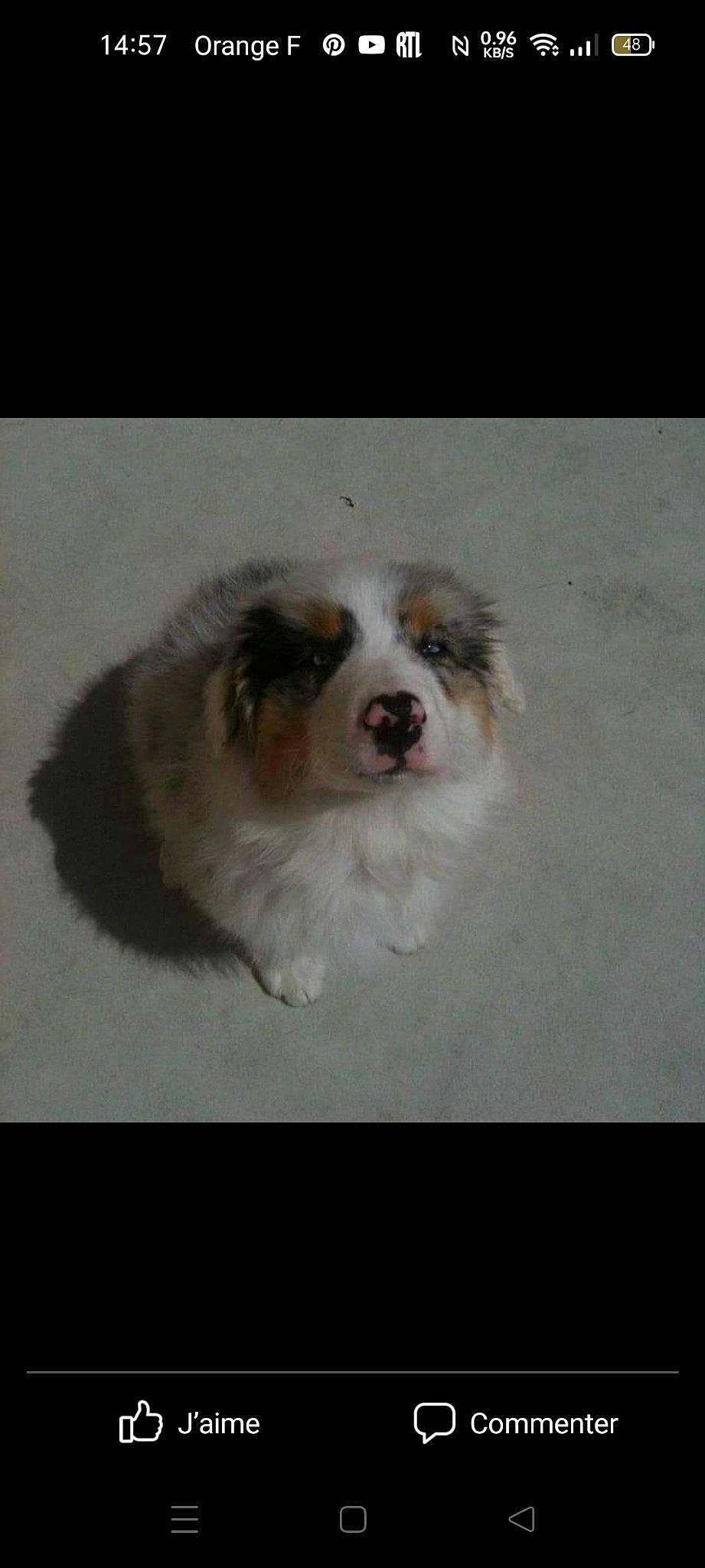 Haika a rejoint le concours — aidez-le/la à gagner de superbes lots ! bored, canidae, carnivore, companion_dog, dog, dog_breed, fur, sporting_group, terrestrial_animal, whiskers, working_animal, working_dog