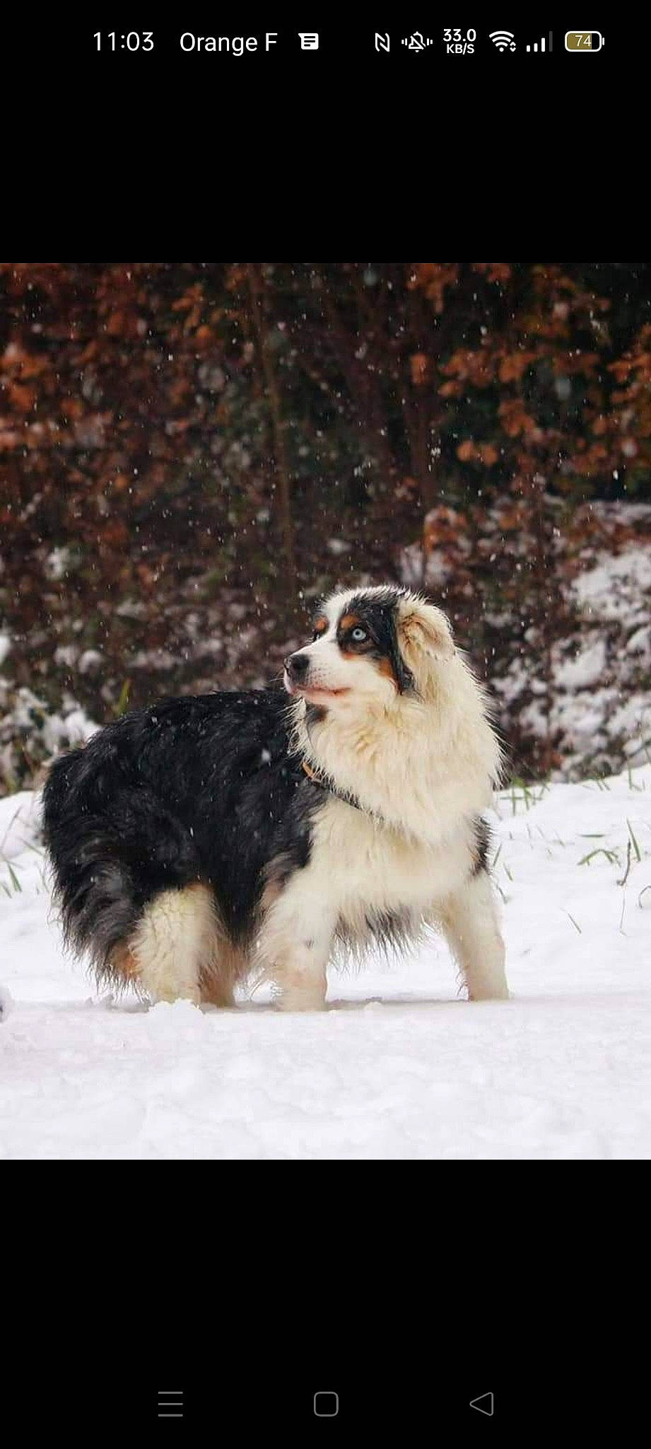 Haika participe au concours pour gagner de l'argent avec cette photo : ancient_dog_breeds, border_collie, canidae, carnivore, companion_dog, dog, dog_breed, event, freezing, fur, herding_dog, plant, snow, sporting_group, tree, winter, working_animal, working_dog