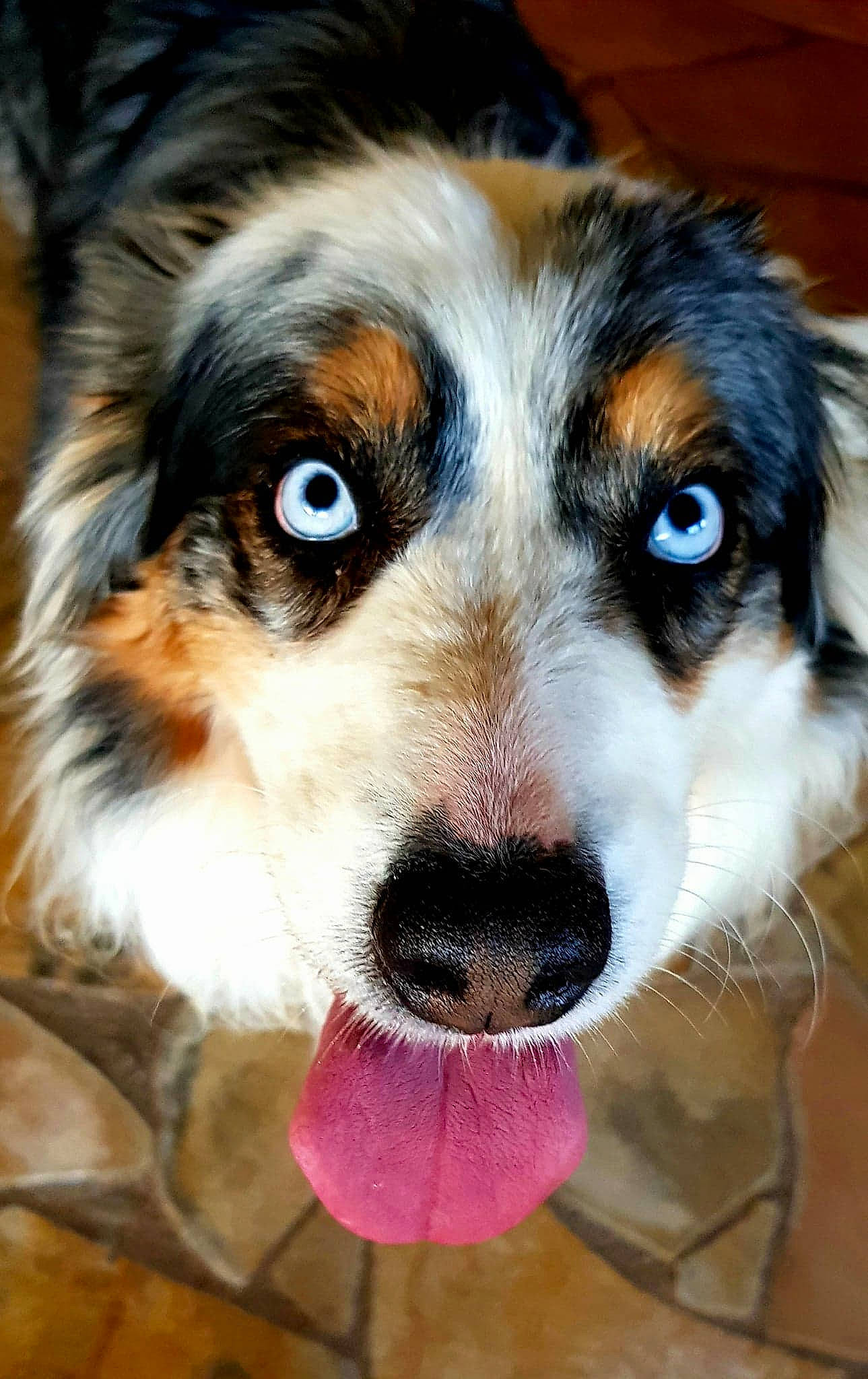 Haika a rejoint le concours — aidez-le/la à gagner de superbes lots ! art, australian_shepherd, ball, canidae, carnivore, companion_dog, dog, dog_breed, eye, fur, head, herding_dog, miniature_australian_shepherd, plant, puppy, snout, sporting_group, terrestrial_animal, whiskers, working_dog