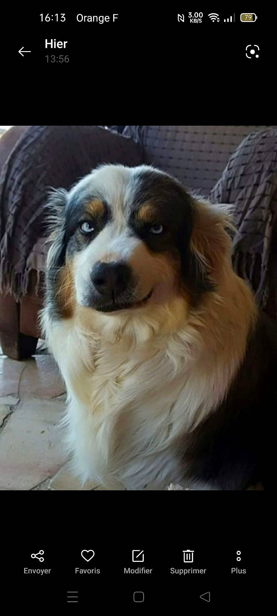 Haika a rejoint le concours — aidez-le/la à gagner de superbes lots ! ancient_dog_breeds, carnivore, companion_dog, dog, dog_breed, fur, snout, sporting_group, terrestrial_animal, whiskers, working_animal, working_dog