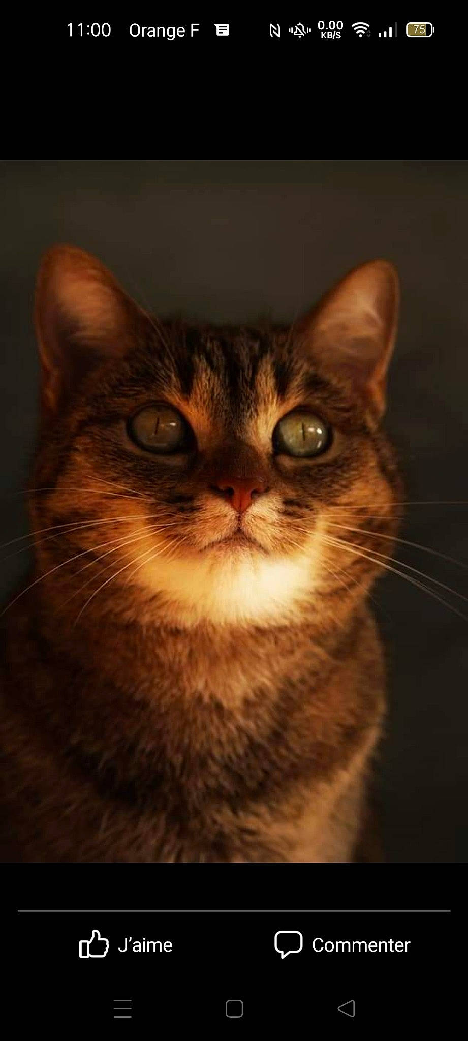 Shiva participe au concours pour gagner de l'argent avec cette photo : brown, carnivore, cat, darkness, domestic_short_haired_cat, felidae, fur, small_to_medium_sized_cats, snout, terrestrial_animal, whiskers, wildlife, window, wood