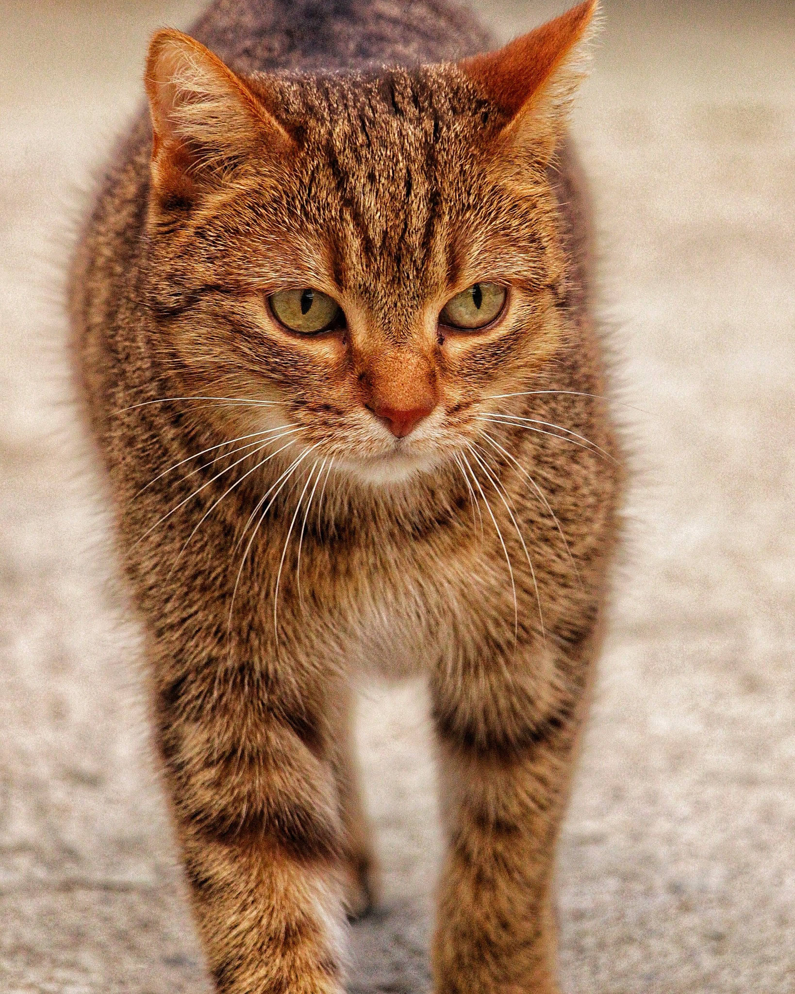 Shiva a rejoint le concours — aidez-le/la à gagner de superbes lots ! carnivore, cat, claw, domestic_short_haired_cat, eye, fawn, felidae, fur, hair, head, iris, paw, sitting, small_to_medium_sized_cats, snout, tail, terrestrial_animal, whiskers, wildlife, window