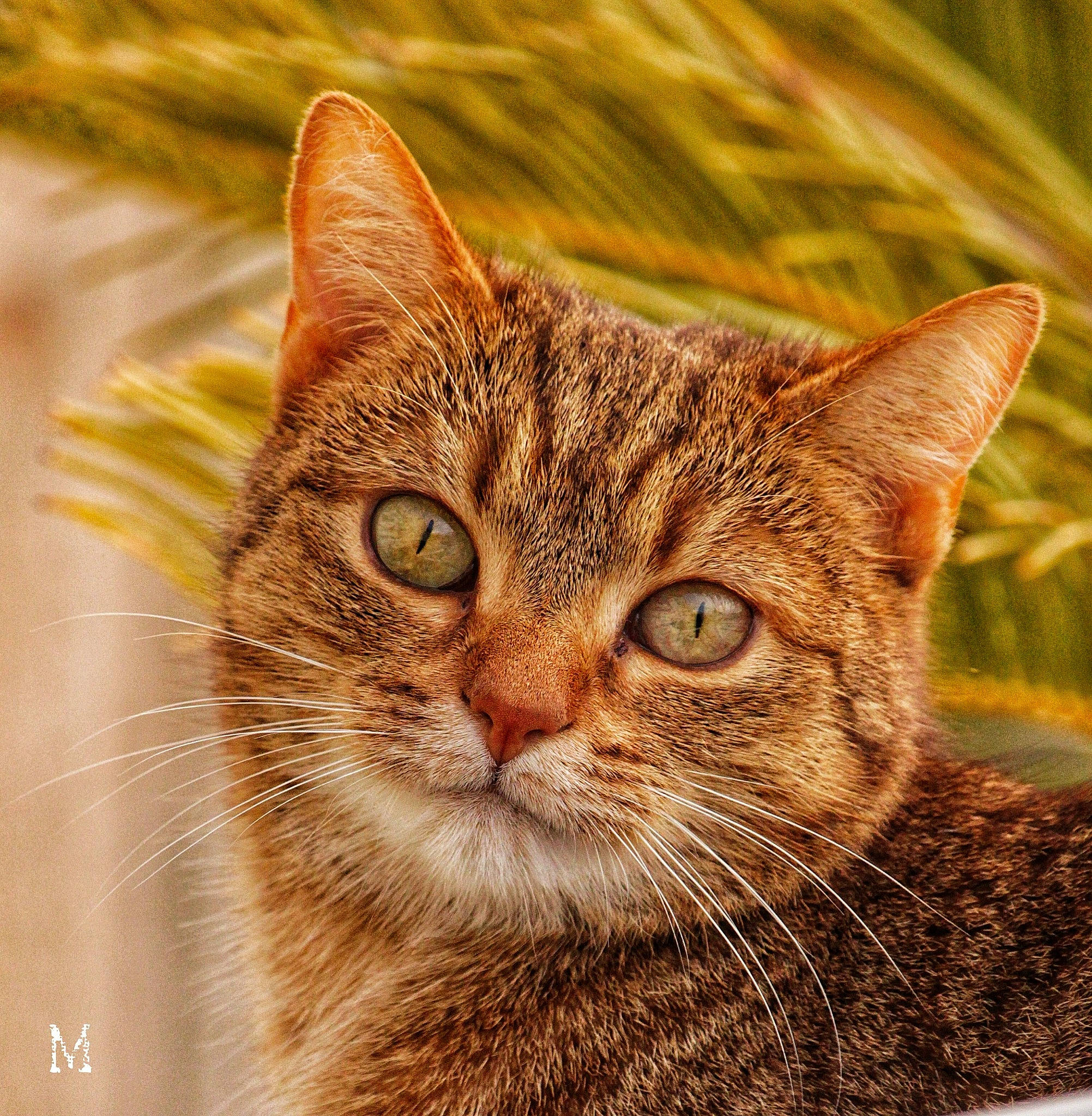 Shiva participe au concours pour gagner de l'argent avec cette photo : art, carnivore, cat, domestic_short_haired_cat, eye, fawn, felidae, fur, grass, head, paw, plant, small_to_medium_sized_cats, snout, terrestrial_animal, tree, whiskers, wildlife, window