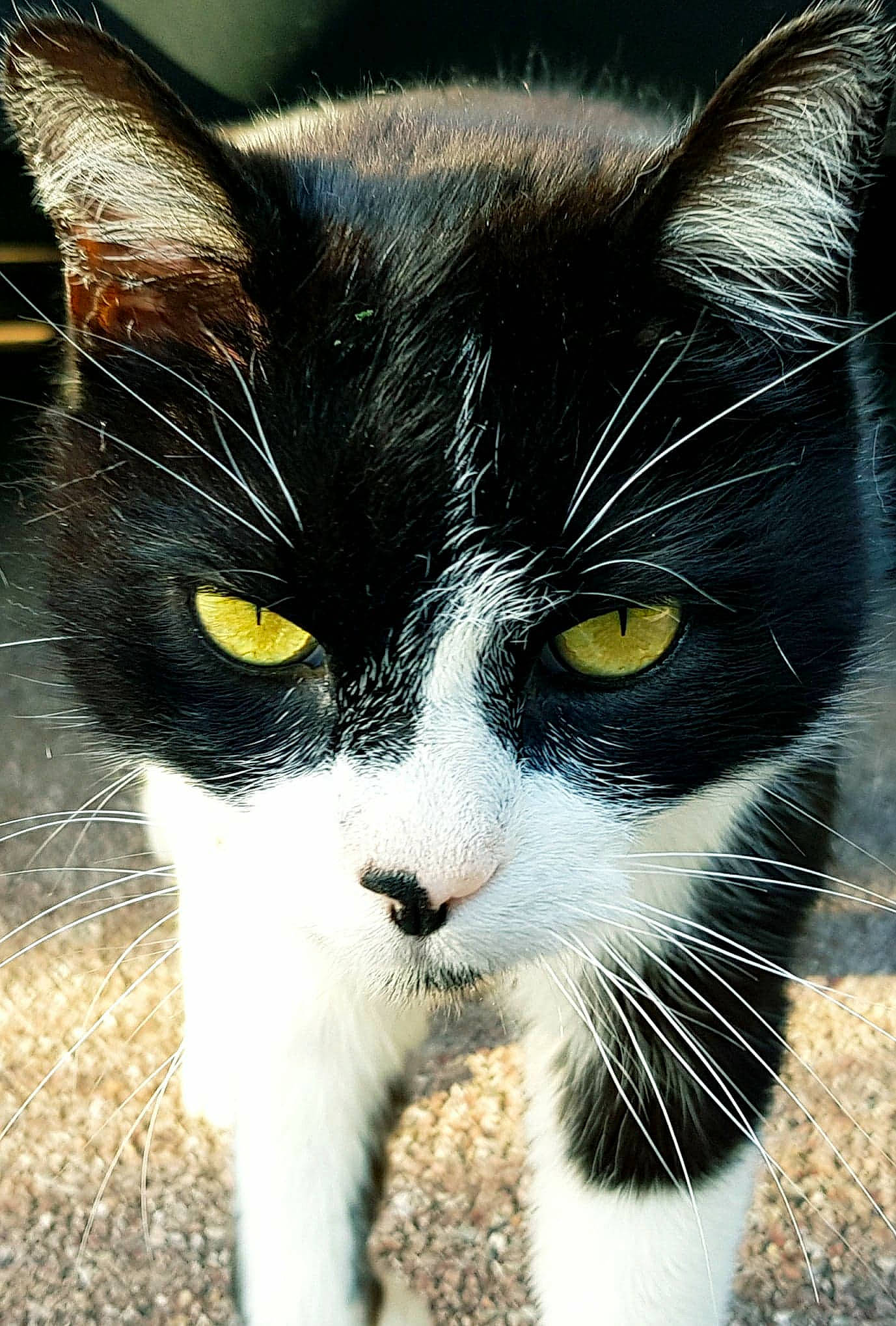 Bizoo participe au concours pour gagner de l'argent avec cette photo : black_cat, carnivore, cat, domestic_short_haired_cat, electric_blue, eye, felidae, fur, grass, hair, human_body, paw, small_to_medium_sized_cats, snout, tail, terrestrial_animal, whiskers, window