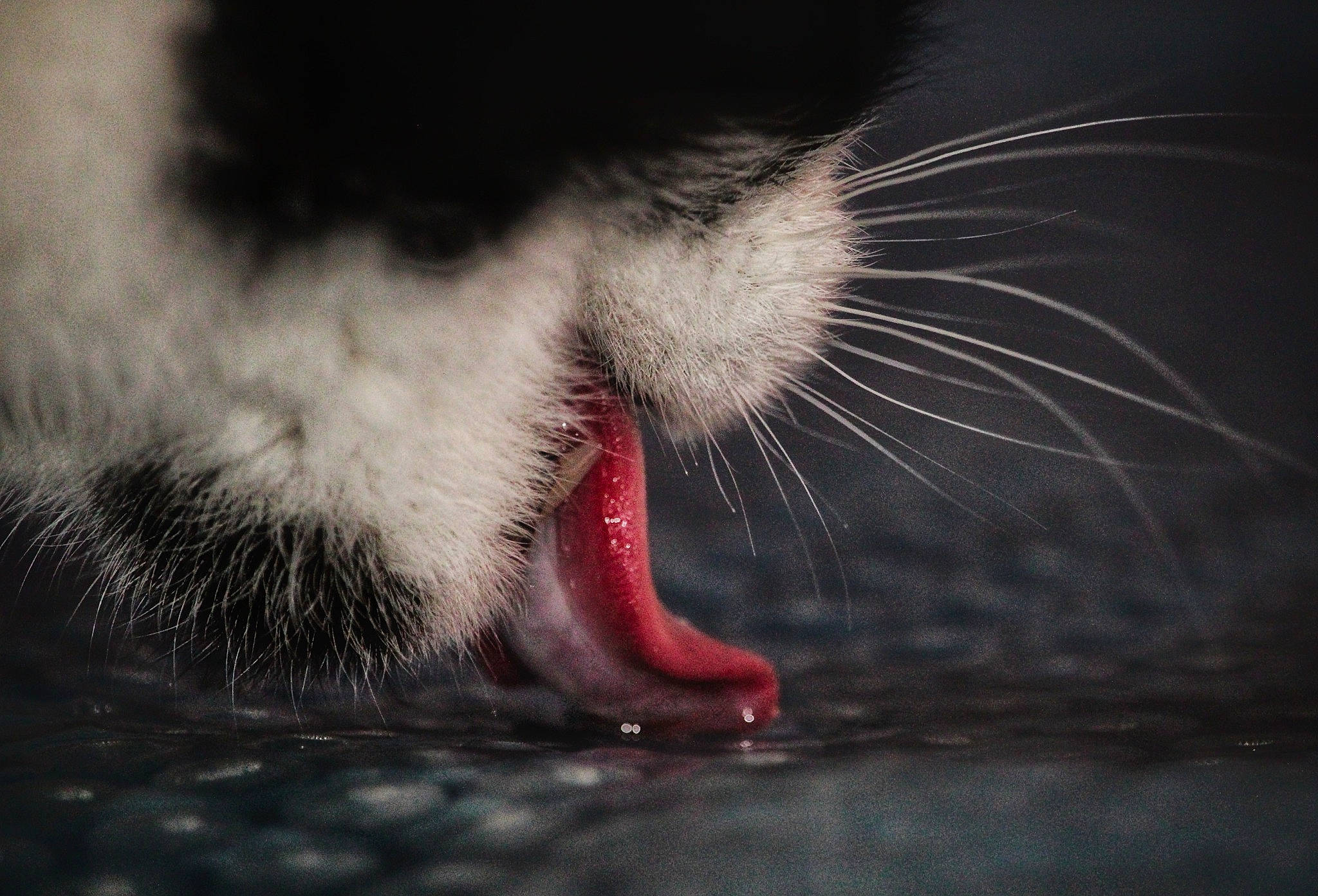 Bizoo a rejoint le concours — aidez-le/la à gagner de superbes lots ! carmine, carnivore, cat, claw, darkness, domestic_short_haired_cat, fang, felidae, flesh, foot, fur, macro_photography, paw, small_to_medium_sized_cats, snout, tail, whiskers, yawn