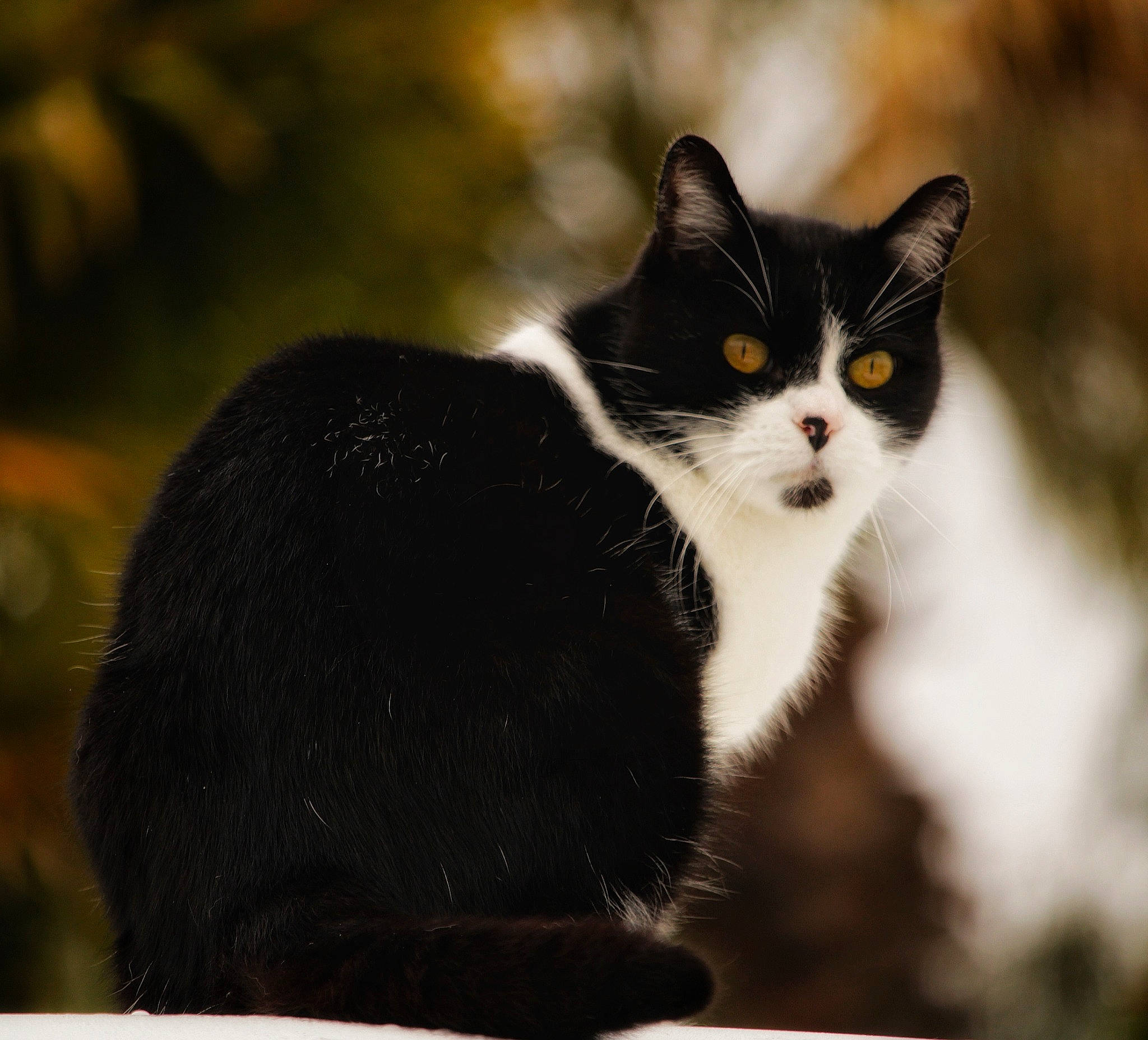 Bizoo a rejoint le concours — aidez-le/la à gagner de superbes lots ! carnivore, cat, domestic_short_haired_cat, felidae, fur, grass, monochrome, monochrome_photography, sitting, small_to_medium_sized_cats, snout, tail, terrestrial_animal, tree, whiskers, wildlife