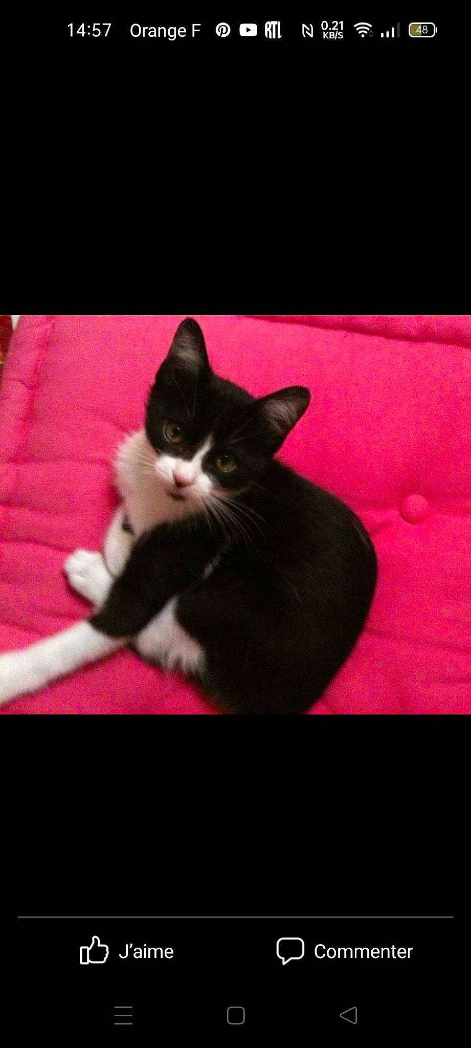 Bizoo participe au concours pour gagner de l'argent avec cette photo : black_cat, carnivore, cat, comfort, domestic_short_haired_cat, eye, felidae, fur, magenta, mammal, pink, plant, purple, sky, small_to_medium_sized_cats, tail, tints_and_shades, tree, vertebrate, whiskers