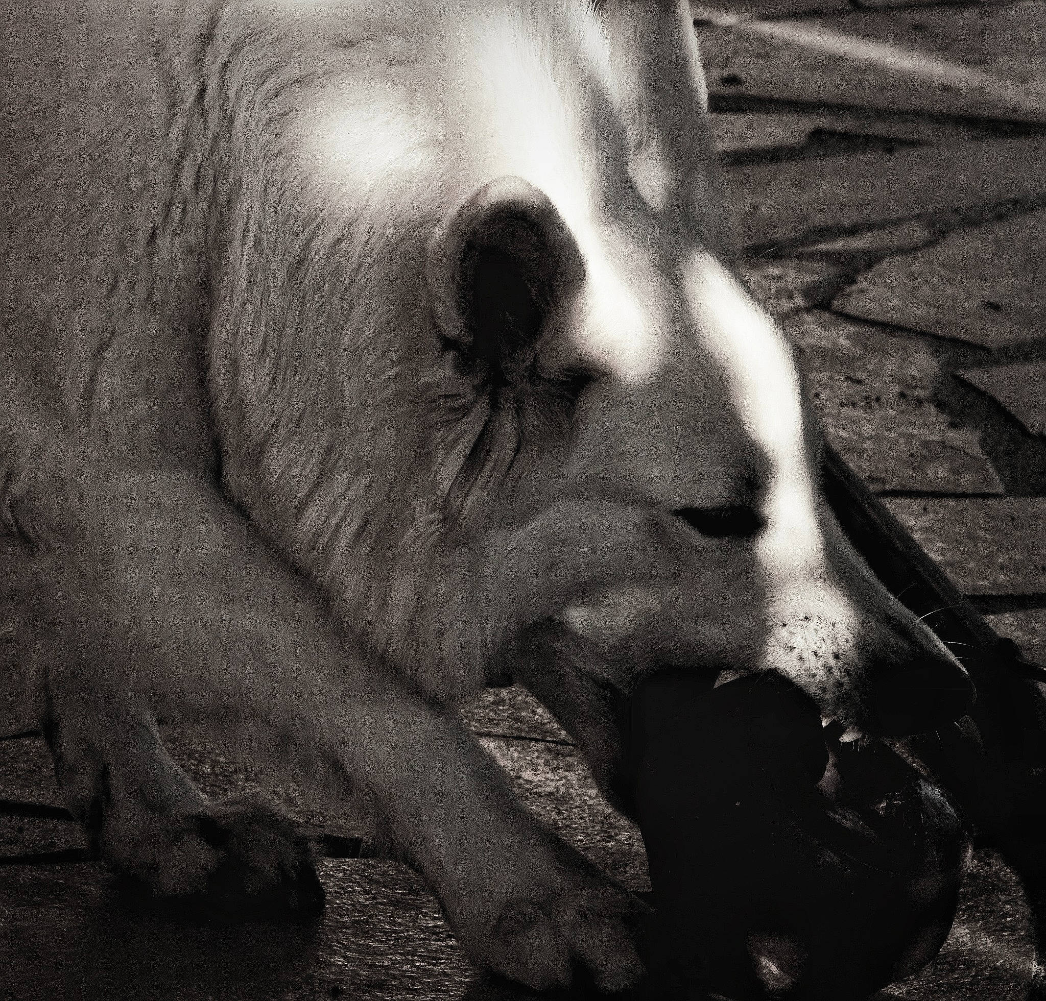 Ishka a rejoint le concours — aidez-le/la à gagner de superbes lots ! black_and_white, companion_dog, dog_breed, fawn, foot, fur, gesture, grass, human_leg, jaw, monochrome, monochrome_photography, nose, snout, style, terrestrial_animal, tints_and_shades, wildlife, working_animal, wrinkle