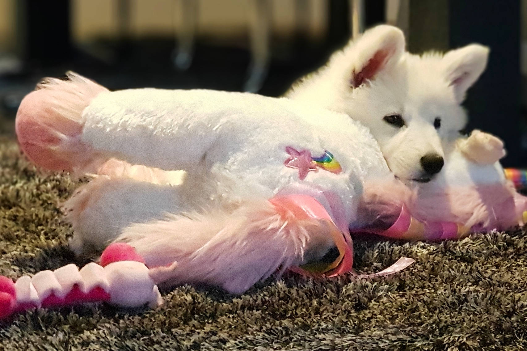 Ishka participe au concours pour gagner de l'argent avec cette photo : canidae, carnivore, companion_dog, dog, dog_breed, dog_supply, fang, fawn, fur, grass, plant, small_terrier, snout, soil, sporting_group, tail, terrestrial_animal, terrier, toy_dog, whiskers