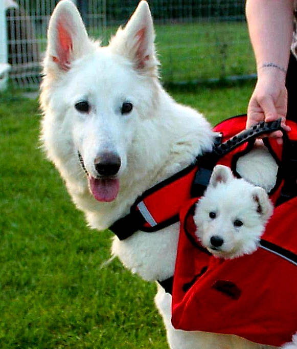 Ishka participe au concours pour gagner de l'argent avec cette photo : canidae, carnivore, collar, companion_dog, dog, dog_breed, dog_collar, dog_supply, fashion_accessory, fence, fur, grass, herding_dog, pet_supply, plant, snout, sporting_group, toy_dog, white, working_animal