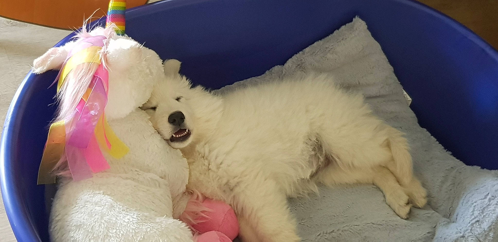 Ishka participe au concours pour gagner de l'argent avec cette photo : canidae, carnivore, comfort, companion_dog, dog, dog_breed, dog_supply, event, fang, fur, non_sporting_group, paw, plush, sporting_group, stuffed_toy, toy, toy_dog, working_animal