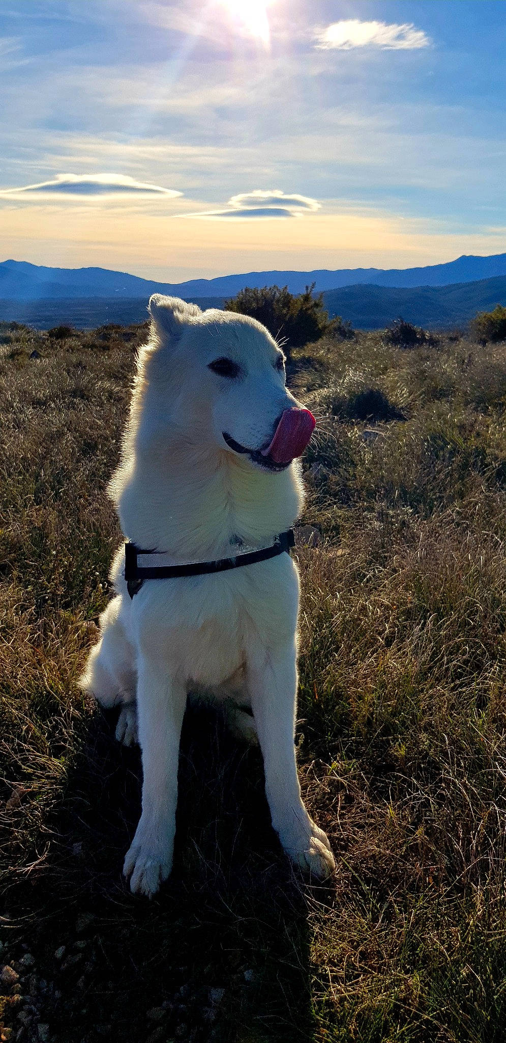 Ishka participe au concours pour gagner de l'argent avec cette photo : canidae, carnivore, cloud, collar, companion_dog, dog, dog_breed, dog_collar, fawn, grass, grassland, happy, landscape, mountain, plant, sky, snout, sporting_group, tail, working_animal