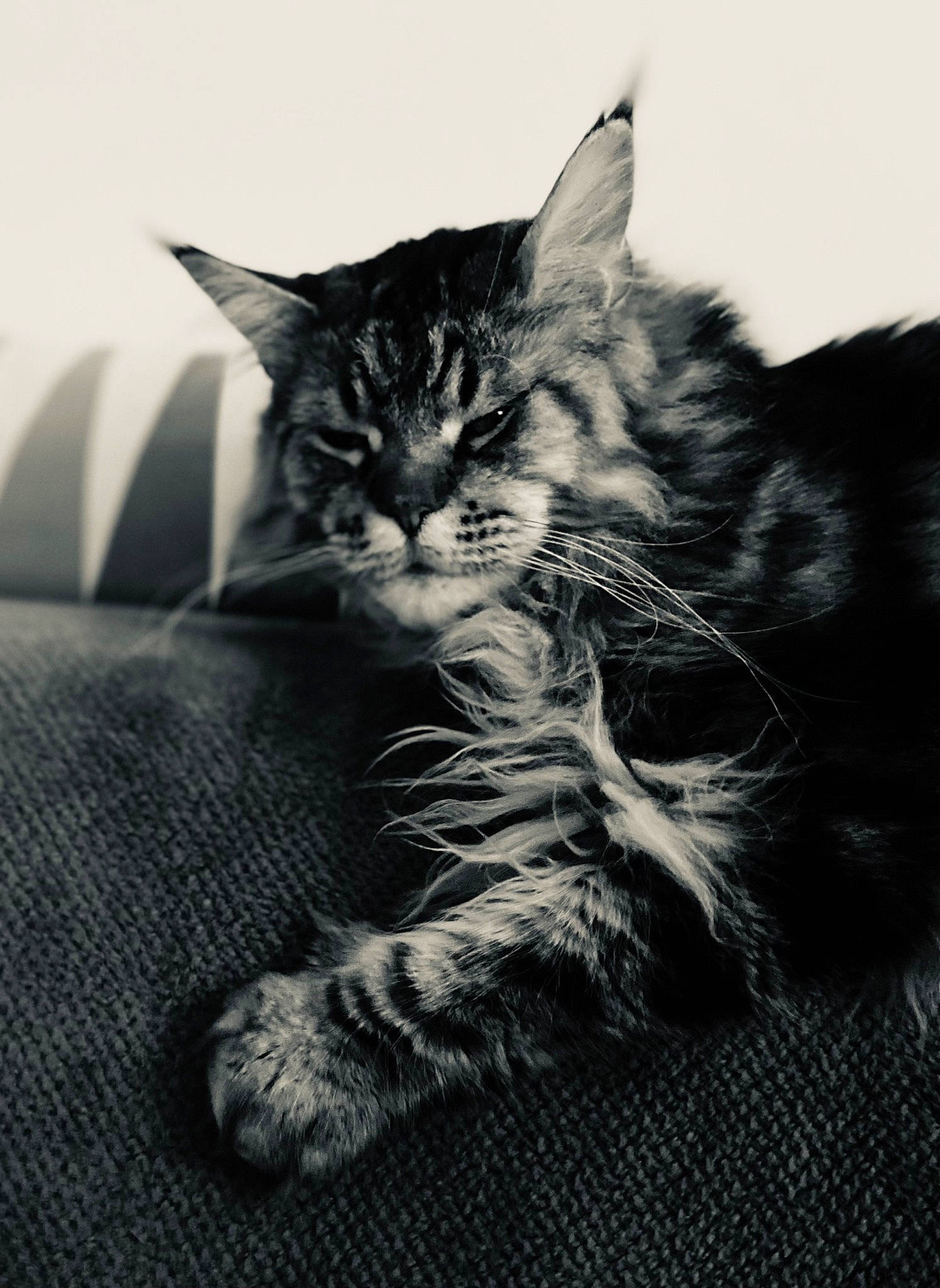 Lord a rejoint le concours — aidez-le/la à gagner de superbes lots ! carnivore, cat, claw, comfort, darkness, domestic_short_haired_cat, felidae, fur, grey, human_leg, monochrome, monochrome_photography, paw, sitting, small_to_medium_sized_cats, snout, style, whiskers