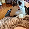 Tuna joined the competition — help win amazing prizes! cat, black_and_white, pet, indoor, relaxed, cozy, knitted_blanket, wooden_floor, feline, closeup, domestic_animal, home, resting, whiskers, paw, fur, soft_texture, comfort, animal, cute