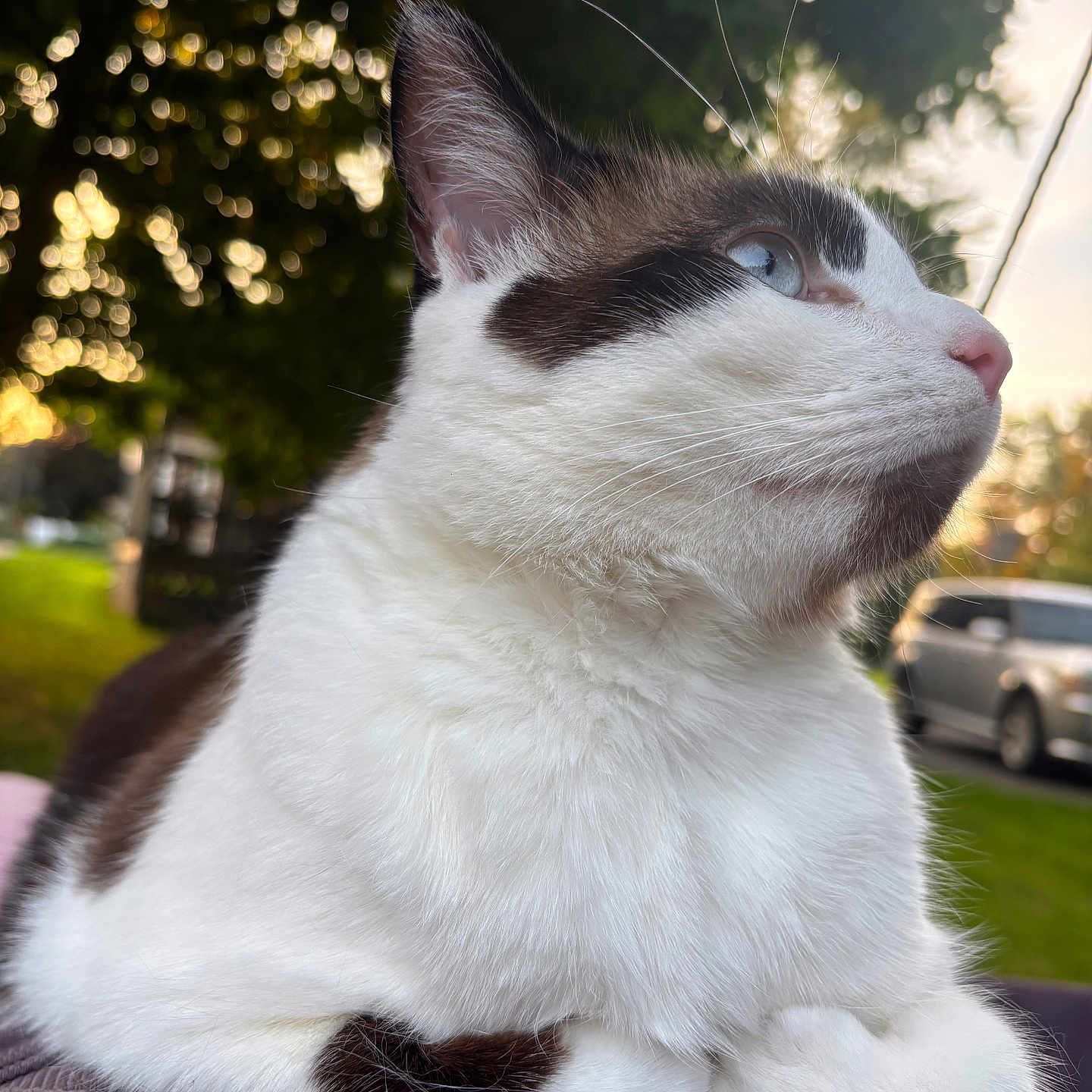 Tuna