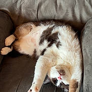 Tuna joined the competition — help win amazing prizes! cat, stretching, fluffy, gray_chair, relaxed, paws, pink_pads, feline, indoor, cozy, fur, cute, animal, pet, whiskers, resting, comfortable, playful, funny_pose, soft_texture