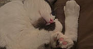 Tuna is registered to the contest to win money with this photo: cat, sleeping, paw, white, black, fur, pink_nose, bed, blanket, floral_sheet, cozy, resting, cute, domestic_animal, pet, indoor, relaxed, animal, whiskers, soft_lighting