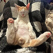 Yuki is registered to the contest to win money with this photo: cat, kitten, sleeping, paws, pink_pads, blanket, cozy, indoor, feline, cute, relaxed, fur, whiskers, ears, tail, resting, pet, animal, soft, comfort
