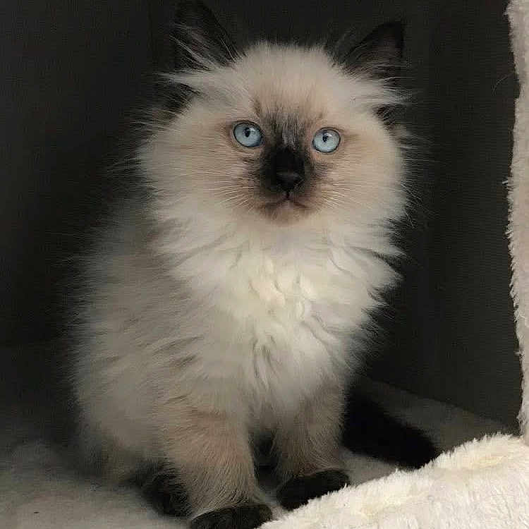Paco