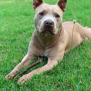 Eli Wiggle Butt joined the competition — help win amazing prizes! dog, grass, stick, outdoor, pet, canine, animal, brown, laying_down, nature, ears, snout, paws, fur, relaxed, closeup, summer, daylight, greenery, portrait
