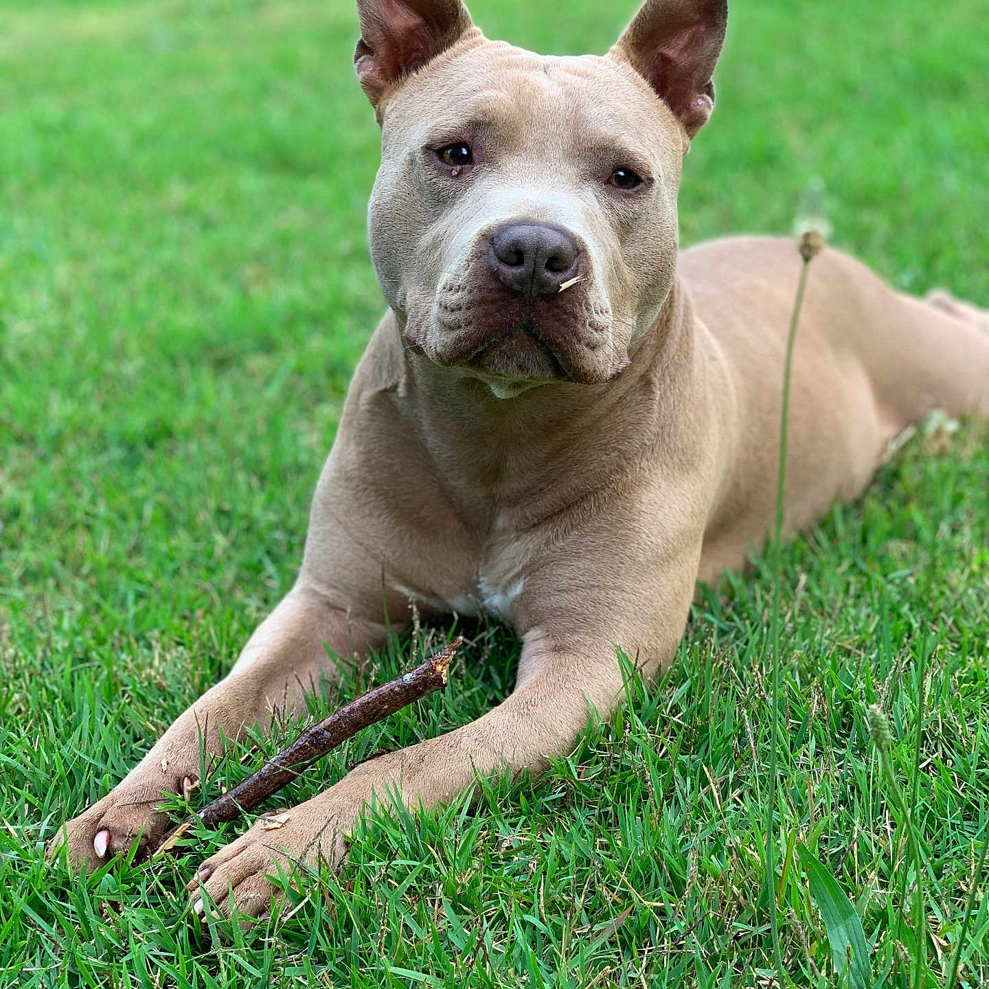 Eli Wiggle Butt joined the competition — help win amazing prizes! animal, brown, canine, closeup, daylight, dog, ears, fur, grass, greenery, laying_down, nature, outdoor, paws, pet, portrait, relaxed, snout, stick, summer