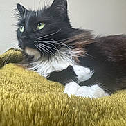 Callie is registered to the contest to win money with this photo: animal, black_and_white, blanket, cat, cozy, cute, domestic, feline, fluffy, fur, green_eyes, indoor, mammal, paws, pet, relaxed, resting, side_view, whiskers, yellow