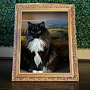 Callie joined the competition — help win amazing prizes! cat, black_and_white, fluffy, portrait, picture_frame, wooden_floor, green_wall, decor, indoor, animal, pet, feline, whiskers, sitting, fur, art, background, still_life, domestic, eyes