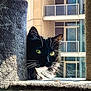 Callie is registered to the contest to win money with this photo: animal, black_and_white_cat, building, cat, cat_tree, close_up, cozy, curious, domestic_animal, feline, fur, green_eyes, indoors, pet, portrait, resting, sunlight, whiskers, window
