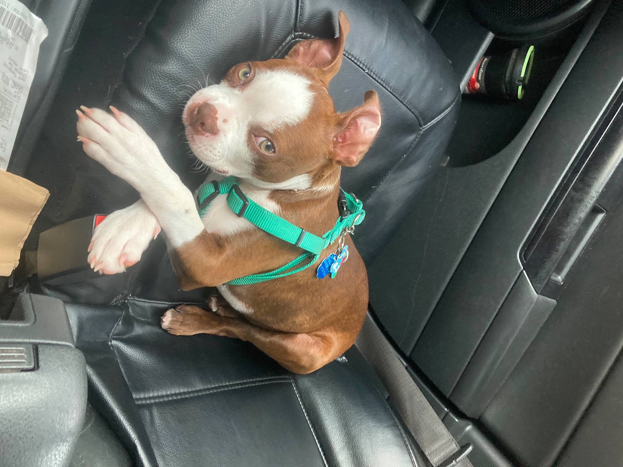 Bruno is registered to the contest to win money with this photo: auto_part, automotive_design, automotive_exterior, car, car_seat, car_seat_cover, carnivore, comfort, dog, dog_breed, family_car, fawn, head_restraint, luxury_vehicle, mode_of_transport, motor_vehicle, personal_luxury_car, seat_belt, vehicle, vehicle_door