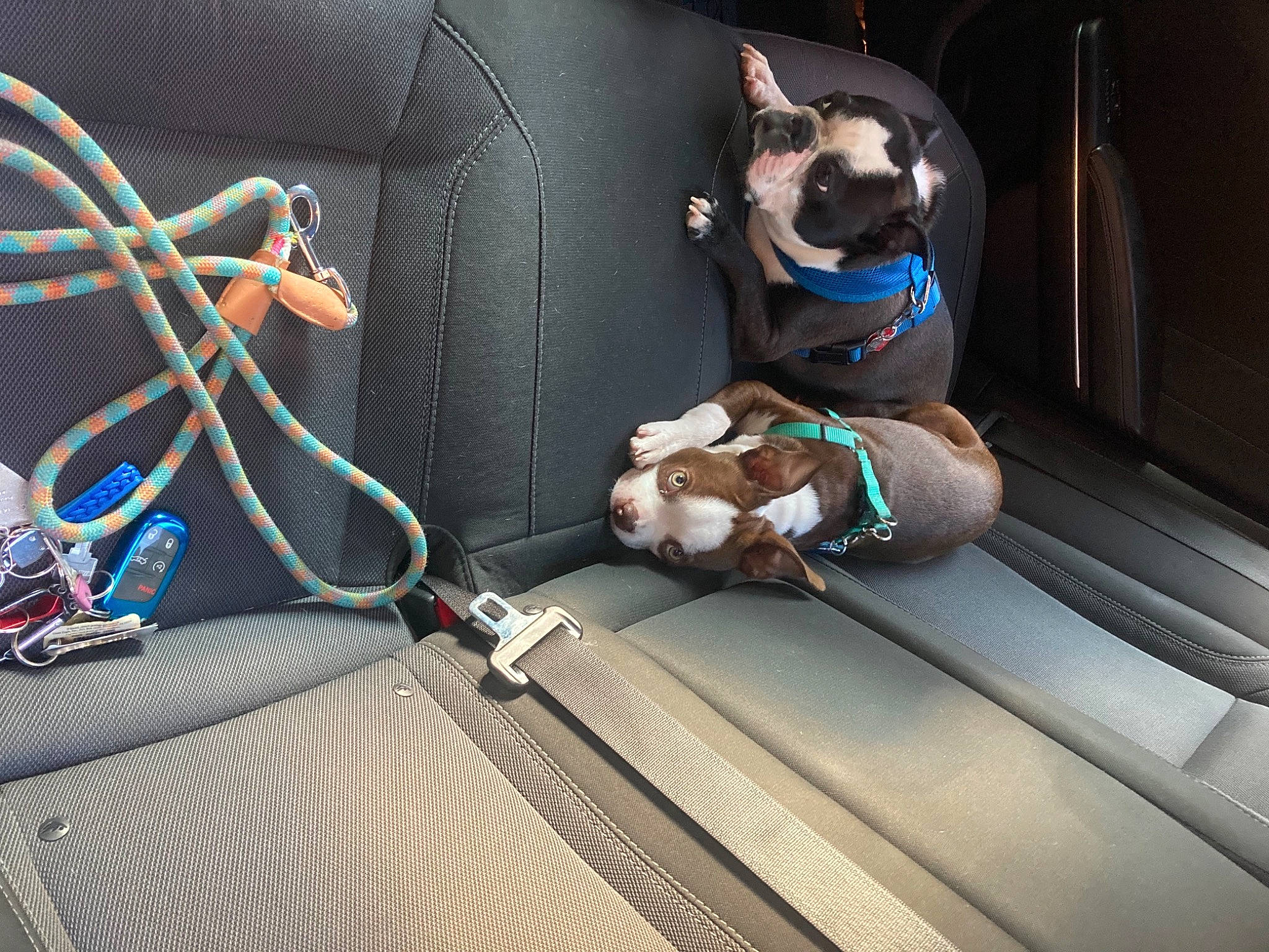 Bruno is registered to the contest to win money with this photo: auto_part, automotive_exterior, bag, car_seat, car_seat_cover, carnivore, collar, companion_dog, dog, dog_breed, dog_collar, eyewear, fawn, luggage_and_bags, motor_vehicle, snout, textile, trunk, vehicle, vehicle_door