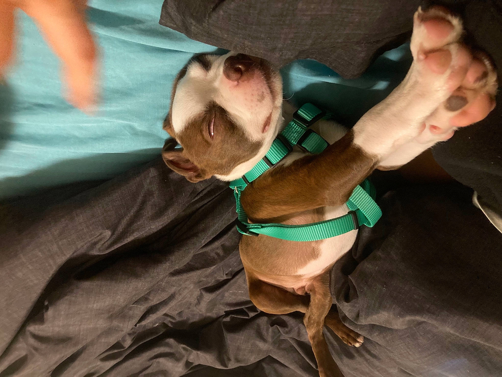 Bruno joined the competition — help win amazing prizes! abdomen, chest, comfort, elbow, fashion_accessory, finger, flesh, gesture, hat, jaw, jewellery, medical_procedure, nail, personal_protective_equipment, service, thumb, trunk, wrist