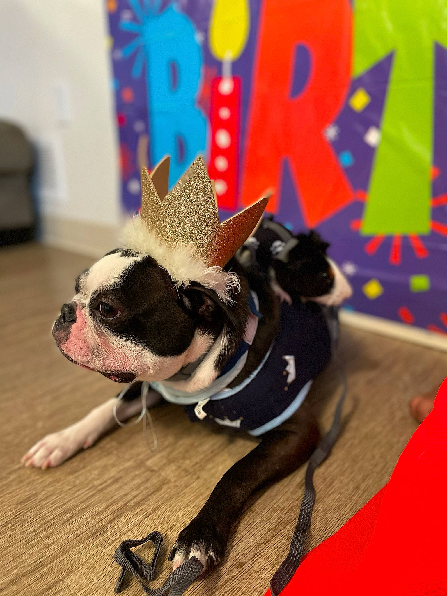Dutchie joined the competition — help win amazing prizes! blue, bulldog, carnivore, collar, companion_dog, dog, dog_breed, dog_collar, dog_supply, ear, fawn, leash, party_hat, pet_supply, pug, red, snout, toy_dog, whiskers, working_animal