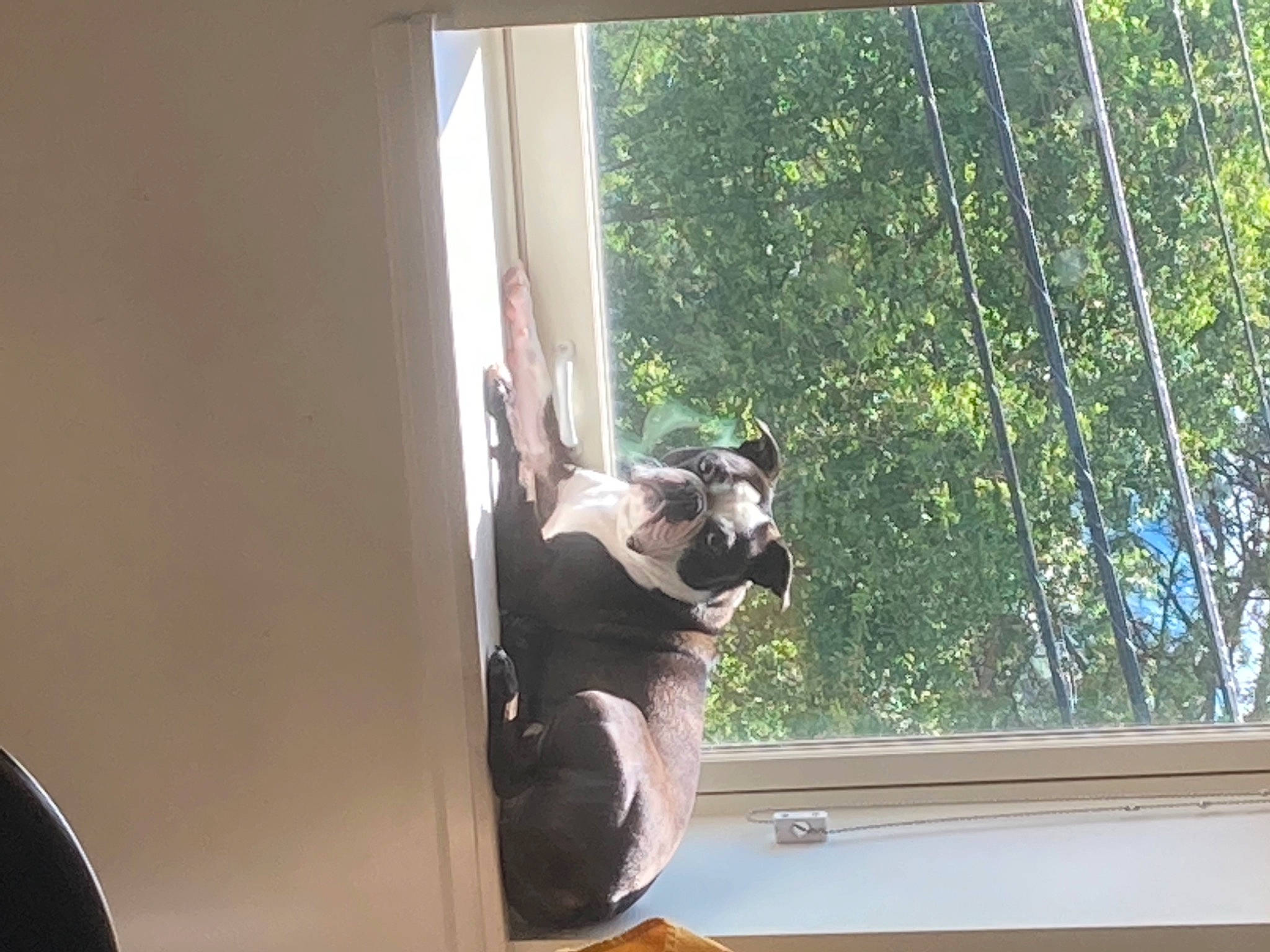 Dutchie joined the competition — help win amazing prizes! boston_terrier, carnivore, companion_dog, dog_breed, door, fawn, felidae, fixture, glass, hardwood, house, sash_window, small_to_medium_sized_cats, sporting_group, tail, tints_and_shades, tree, whiskers, window, wood