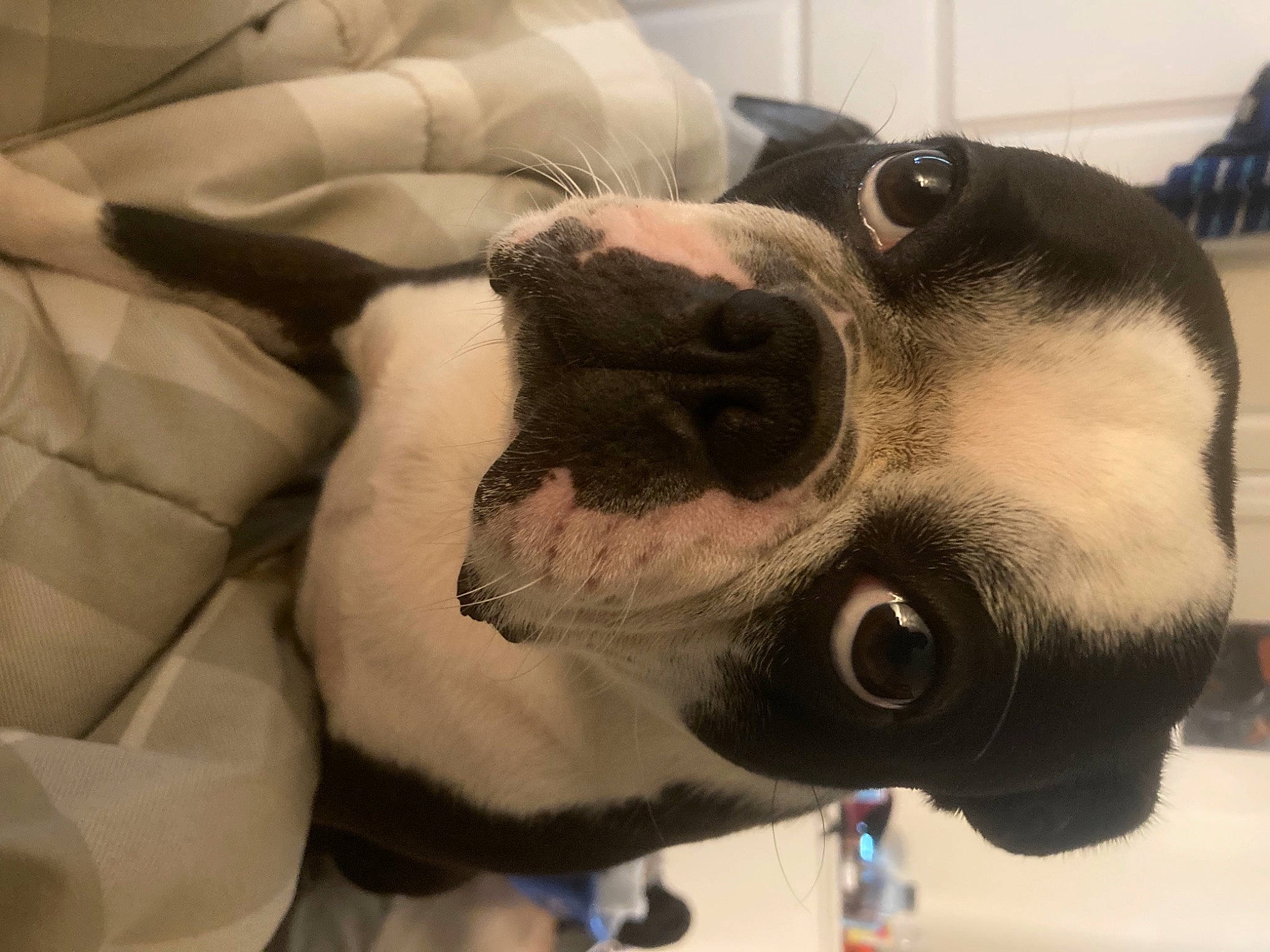 Dutchie joined the competition — help win amazing prizes! audio_equipment, canidae, carnivore, collar, comfort, companion_dog, dog, dog_breed, ear, eyewear, fawn, fur, jaw, metal, non_sporting_group, snout, sporting_group, vision_care, whiskers, working_animal