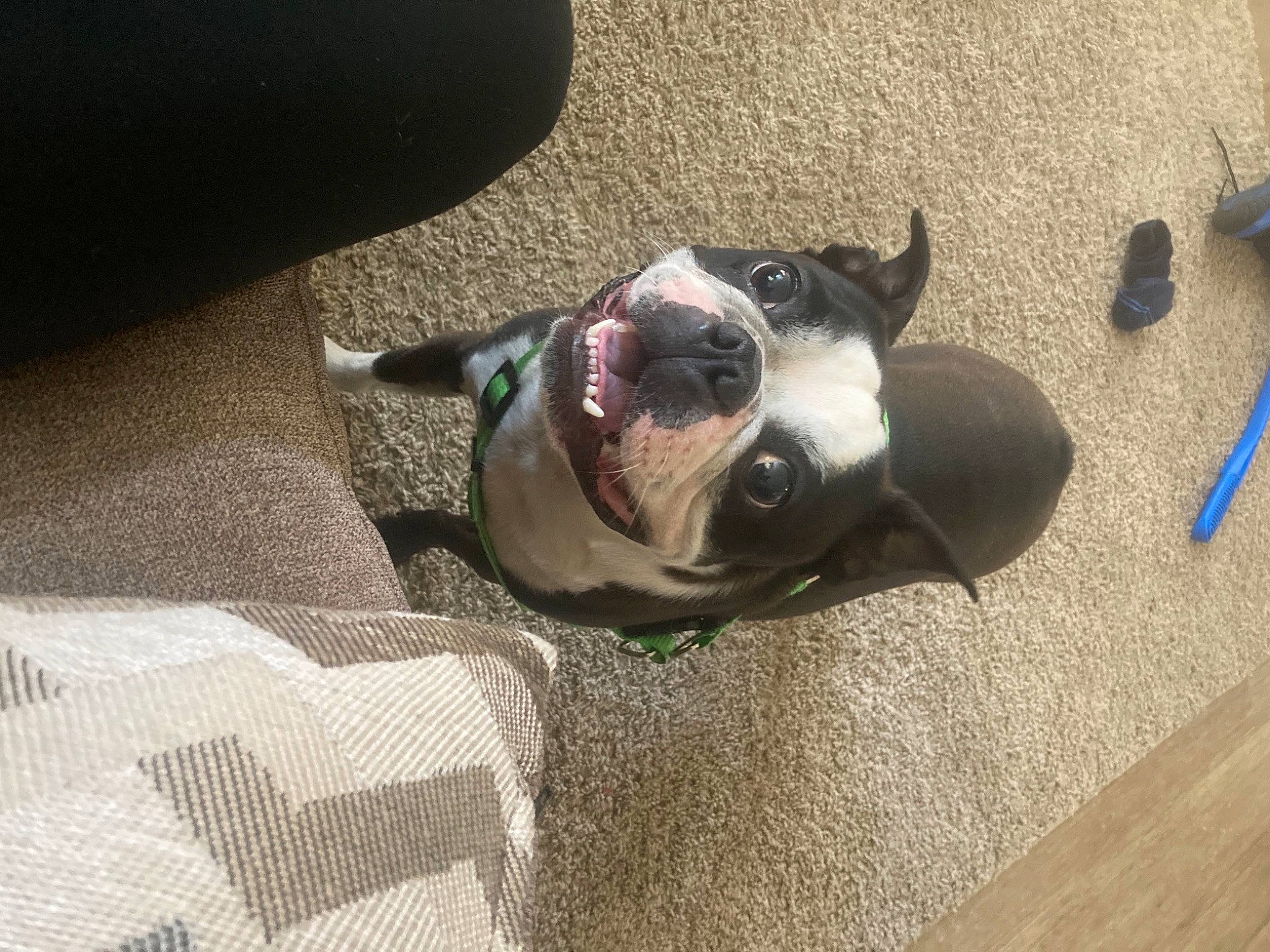 Dutchie joined the competition — help win amazing prizes! boston_terrier, canidae, carnivore, collar, comfort, companion_dog, dog, dog_breed, dog_collar, eyewear, fawn, flooring, grey, leash, personal_protective_equipment, pet_supply, sporting_group, tail, whiskers, working_animal