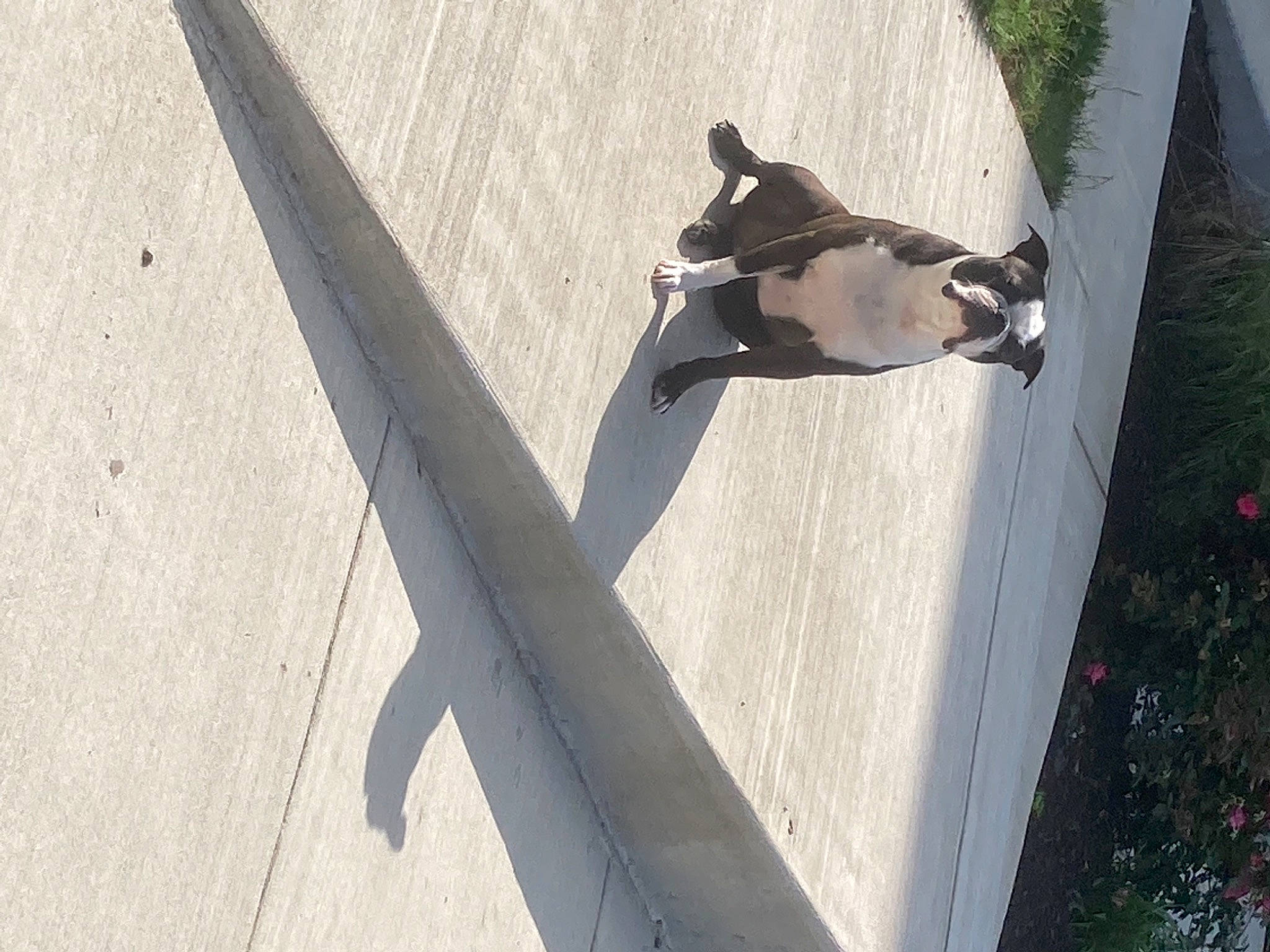 Dutchie is registered to the contest to win money with this photo: _geese_and_swans, asphalt, beak, carnivore, companion_dog, concrete, dog, dog_breed, ducks, grass, reflection, road_surface, shadow, sidewalk, tail, tints_and_shades, water, water_bird, waterfowl, wing