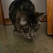 Blink is registered to the contest to win money with this photo: cat, tabby, indoor, floor, terrazzo, wooden_door_frame, curious, pet, whiskers, close_up, animal, feline, sniffing, domestic, low_light, side_view, quiet, home, investigation, cozy