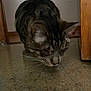 cat, tabby, indoor, floor, terrazzo, wooden_door_frame, curious, pet, whiskers, close_up, animal, feline, sniffing, domestic, low_light, side_view, quiet, home, investigation, cozy