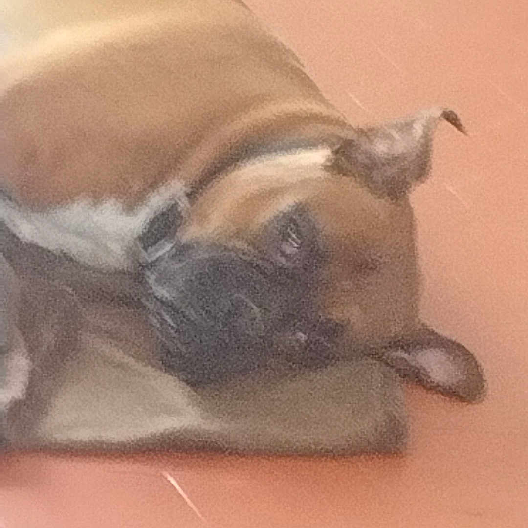 Alpha Maurice participe au concours pour gagner de l'argent avec cette photo : animal, brown_dog, canine, collar, companion, cute, dog, domestic, ears, floor, furry, head, indoor, lying_down, mammal, pet, portrait, relaxed, resting, sleepy