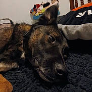 Flash a rejoint le concours — aidez-le/la à gagner de superbes lots ! dog, pet, close_up, lying_down, blanket, pillow, indoor, relaxed, brown, black, fur, animal, resting, face, ear, nose, shelf, doll, toy, home