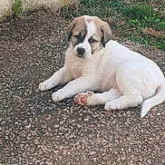 Ballou a rejoint le concours — aidez-le/la à gagner de superbes lots ! adorable, animal, canine, cute, dog, fur, grass, gravel, lying_down, mammal, nature, outdoor, pet, playful, puppy, relaxed, resting, small_dog, wall, young_dog